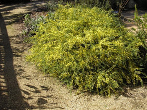 Acacia Acinacea