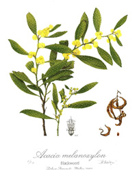 Acacia Melanoxylon