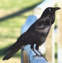 Australian raven corvus coronoides