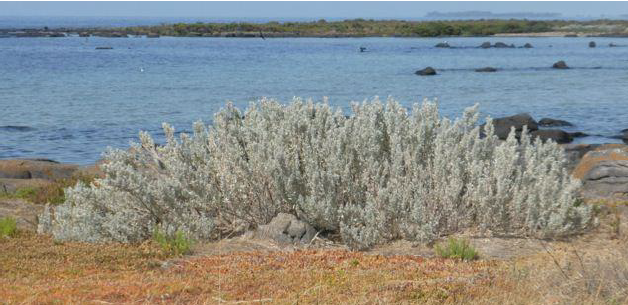 Coastal Saltbush Atriplex cinerea on Cheetham Wetland