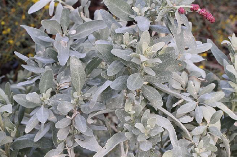 Coastal Saltbush Atriplex cinerea on the Northern Boulevard