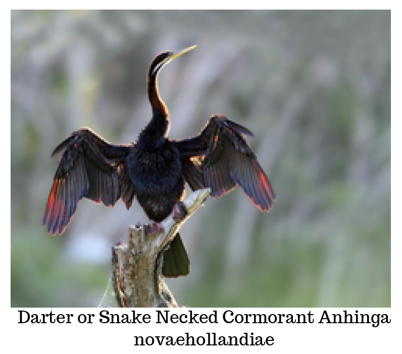 Darter or Snake Necked