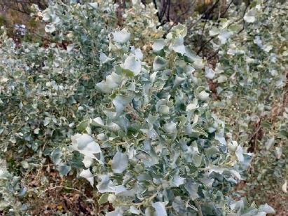 Old Man Saltbush Atriplex nummularia