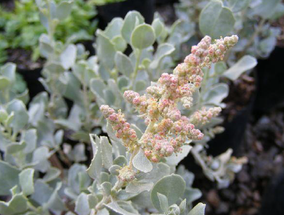 Old Man Saltbush Atriplex nummularia1