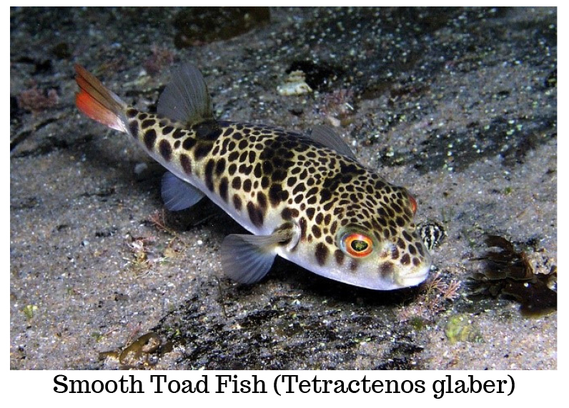 Smooth Toad Fish