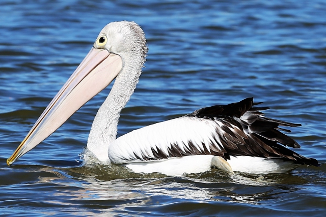 Terry Leeding Pelican