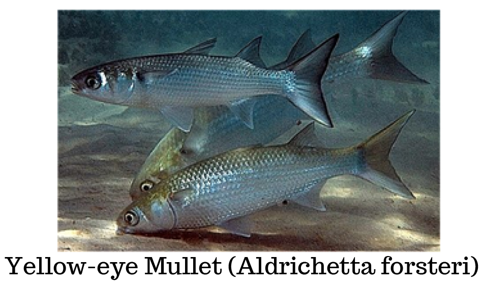 Yellow eye Mullet