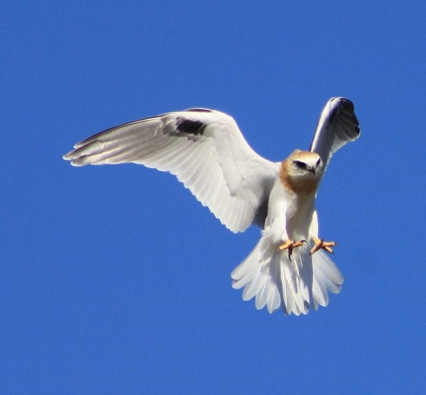 black shoulder kite bitd