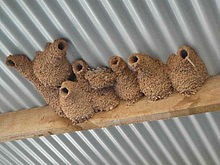 fairy martin bottle nest