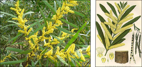 Acacia Longifolia (Coastal Wattle) easily recognisable by it long florets and elongated seedpods Acacia Longifolia2