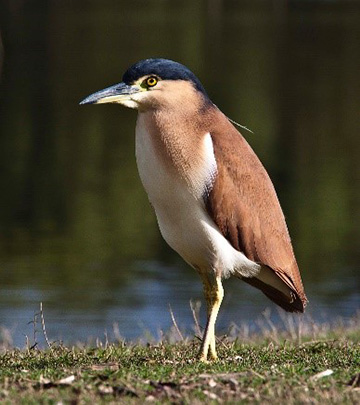 Adult Nankeen Night Heron