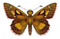 Altona Skipper Butterfly