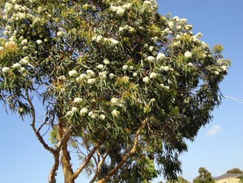 Apple Myrtle Rose Gum