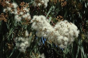 Apple Myrtle flowers resized