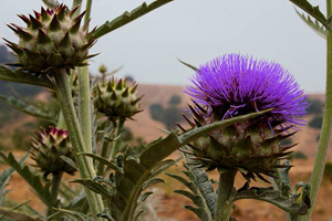 Artichoke Thistle