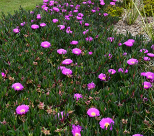 Carpobrotus glaucescens common names Pig Face or Aussie Rambler Aussie Rambler
