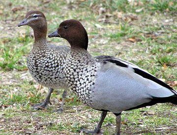 Aust wood duck