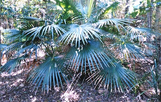 Australian Cabbage Palm