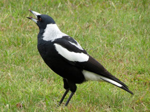 Australian magpie