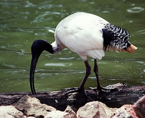 Australian white ibis