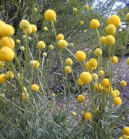 Billy Buttons