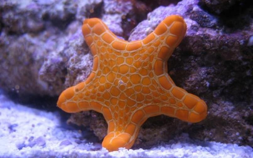 Biscuit Sea Star Tosia australia