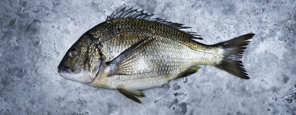 BlackBream