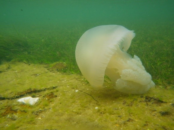 Blubber Jelly Fish Catostylus mosaicus