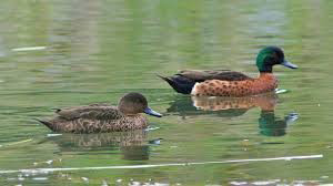 Chestnut teal