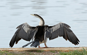 Darter Cormorant