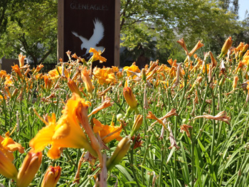 Day Lilies