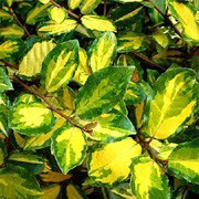 Distinctive leaves