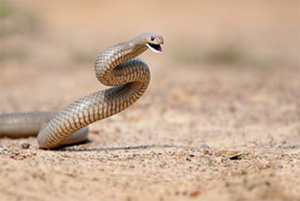 Eastern Brown Snake