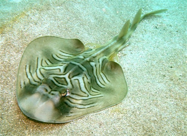 Eastern Fiddler Ray Trygonorrhina fasciata