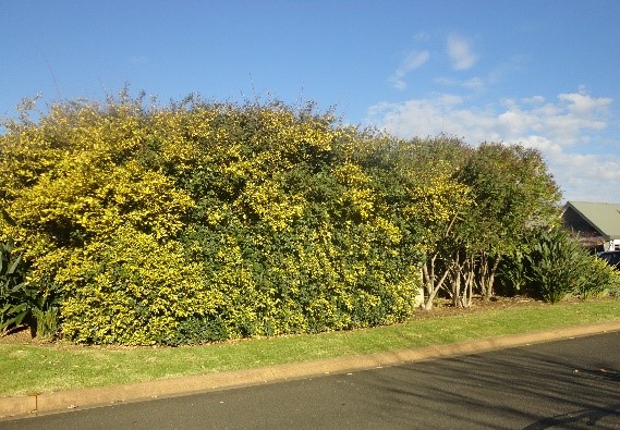 Elaeagnus Pungens enlarge