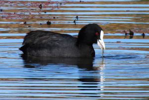 Eurasian coot