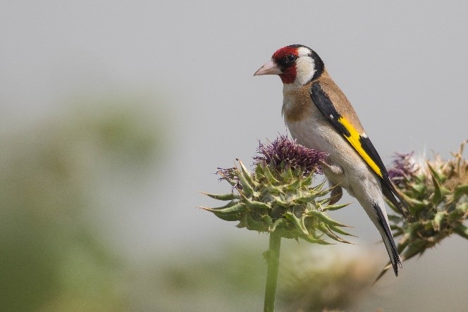 European Goldfinch