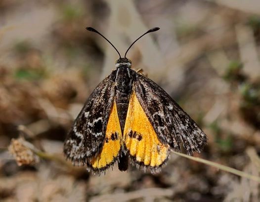 Female Golden Sun Moth