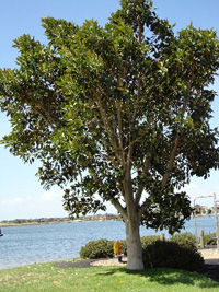 Ficus Microcarpa