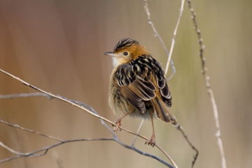 Golden Headed Cisticola