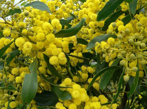 Golden Wattle