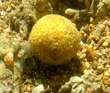 Golf Ball Sponge Tethya
