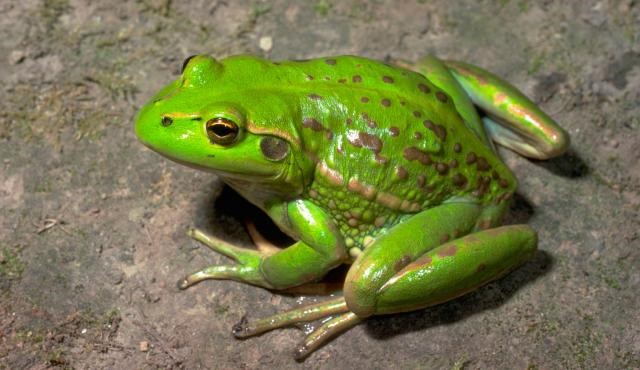 Growling grass frog