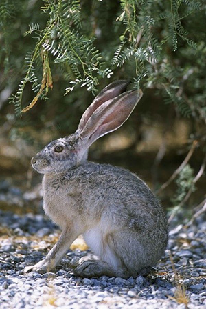 Hare Lepus europaeus