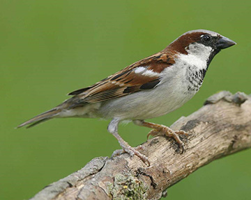 House sparrow passer domesticus