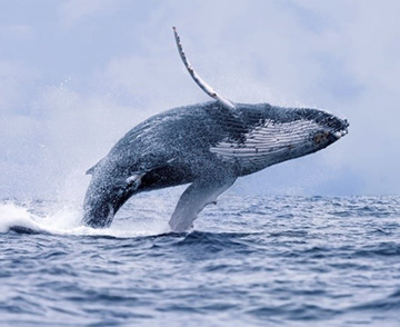 Humpback-whale