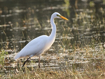 Intermediate egret ardea