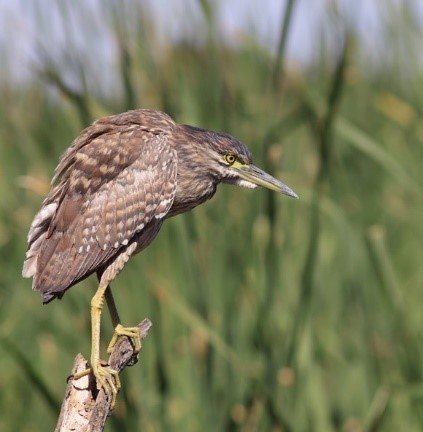 Juvenile Nankeen Night Heron 2