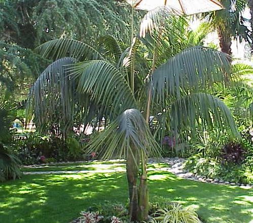 Kentia Palm