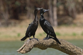 Little Black Cormorant